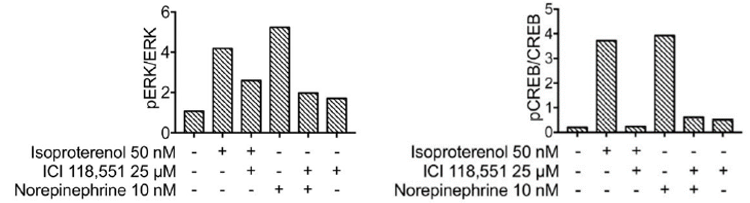 The β-agonist isoproterenol and the catecholamine norepinephrine increase phosphorylation of ERK and CREB in a genetically engineered KPC mouse model of PDAC, whereas ICI 118,551 inhibits the responses